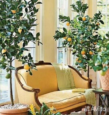 Саженцы апельсин, мандарин,лимон,кумкват