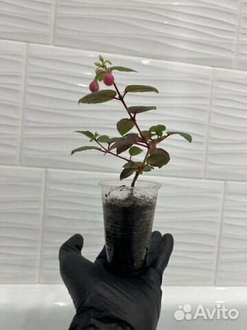 Фуксия черенки