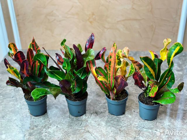 Кротон большие листья микс Croton big leaves mix 3