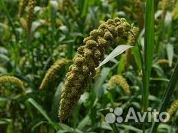 Чумиза+магар