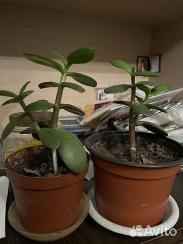 Толстянка денежное дерево