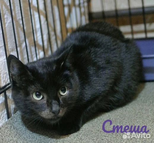 Чёрная кошка в самые добрые руки