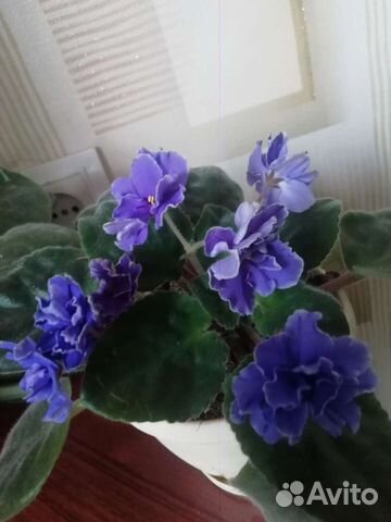 Фиалки в ассортименте