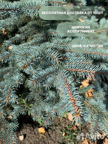 Саженцы Ель серебристая