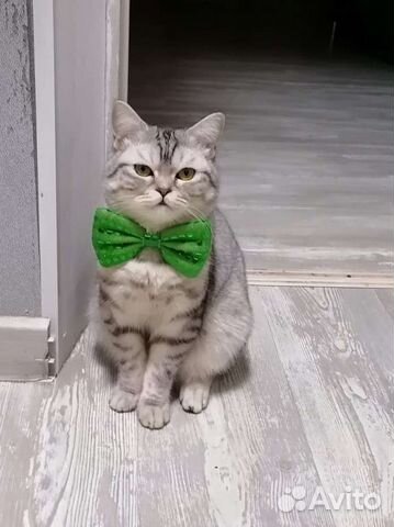 Шотландский кот вязка