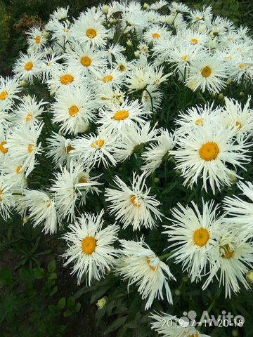 Ромашка садовая