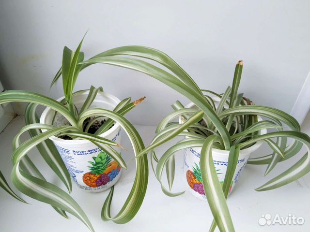 Хлорофитум кудрявый