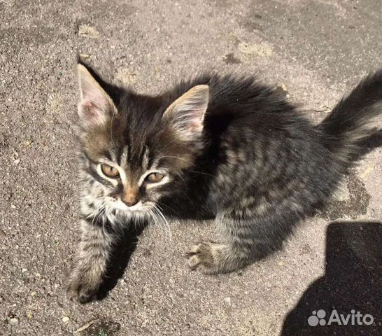 Маленький ручной котенок на улице