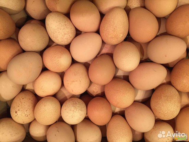 Купить инкубационное яйцо в воронежской области. Цесариные яйца. Яйца цесарки. Цесариное яйцо в 100 г. Неаллергенные яйца.