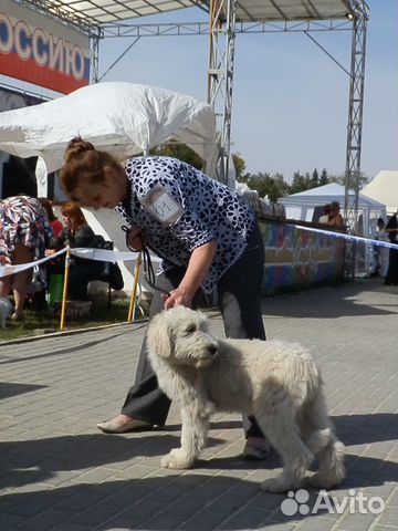 Южно-русская овчарка