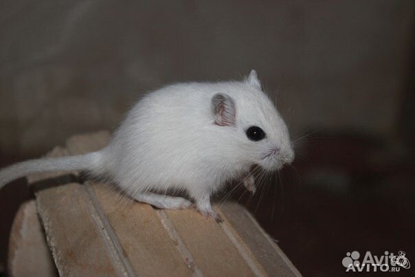 Песчанки разных окрасов и возрастов можно с клетк