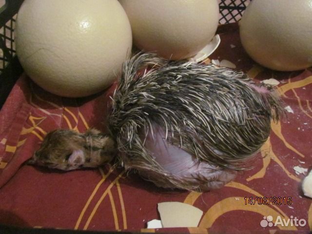 Инкубационное яйцо Черного Африканского Страуса купить на Зозу.ру - фотография № 2