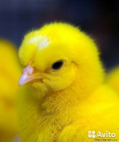 Подрощеный Бройлер. Индюшата Биг-6