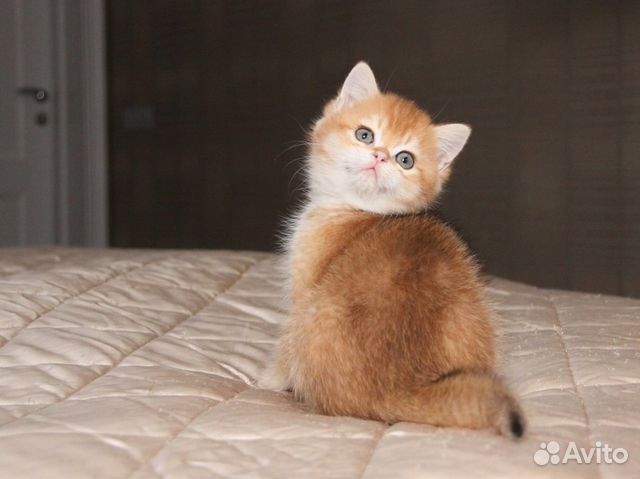 Роскошный котик золотая шиншилла купить на Зозу.ру - фотография № 4