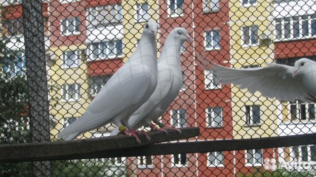 Выпуск белых голубей на свадьбе и празднике купить на Зозу.ру - фотография № 1