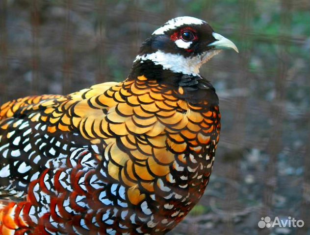 Красивыя и благородная птица фазан инкубационное я
