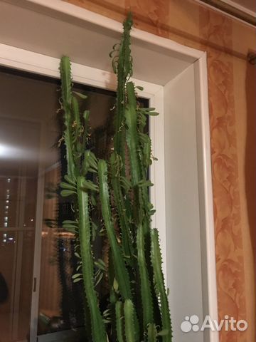 Кактус Молочай Кактус Молочай