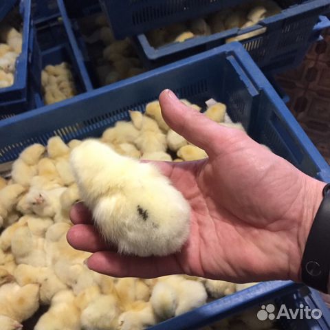Продаю суточных цыплят бройлеров кобб 500 купить на Зозу.ру - фотография № 6