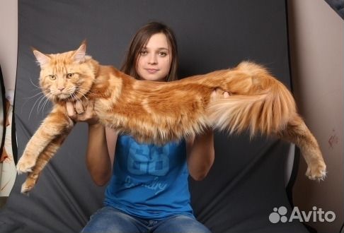 Мейнкун кот красный солид окраса d для вязки купить на Зозу.ру - фотография № 5