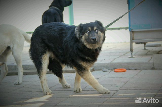 Возьмите у нас друга собаку купить на Зозу.ру - фотография № 2