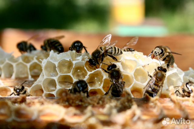 Пчелосемья медовики.На высадку купить на Зозу.ру - фотография № 1