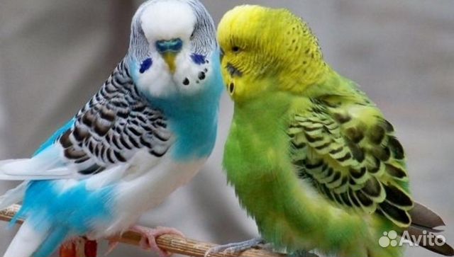 Пара волнистых попугайчиков с клеткой