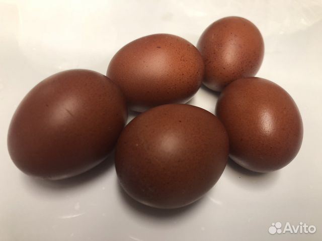 Инкубационное яйцо черно-серебристого и черно-медн купить на Зозу.ру - фотография № 4