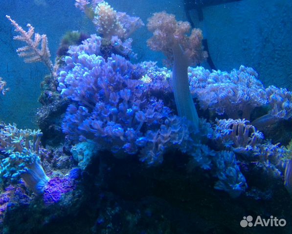 Мягкие кораллы, Кенийские деревца, клавулярии купить на Зозу.ру - фотография № 7