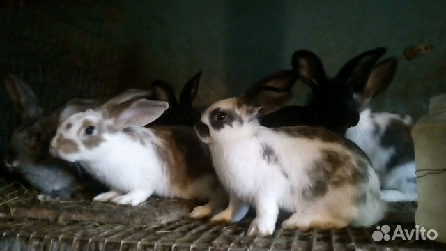 Кролики,крольчата купить на Зозу.ру - фотография № 4