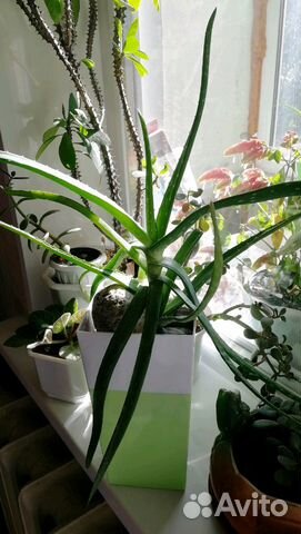 Алоэ и каланхоэ