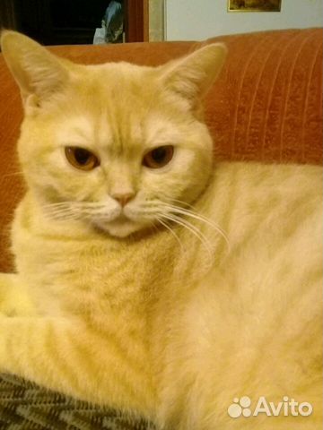 Кошка шотландка Кошка шотландка