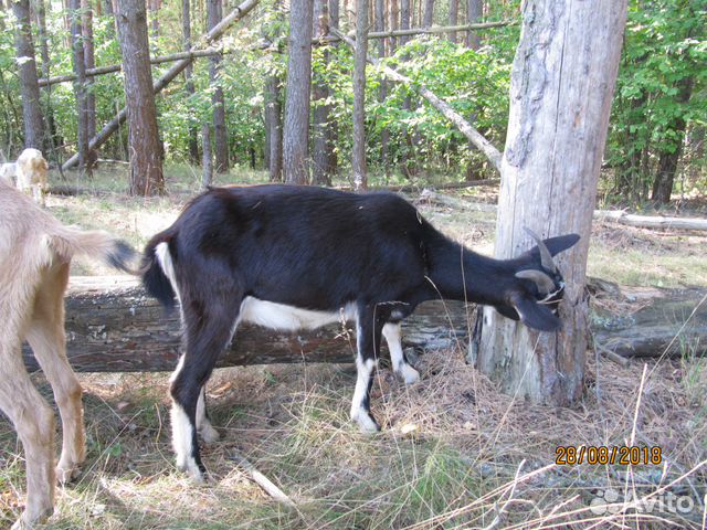 Альпийский козел на племя купить на Зозу.ру - фотография № 9