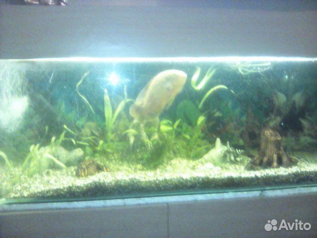 Аквариум с рыбками и живыми растениями купить на Зозу.ру - фотография № 1