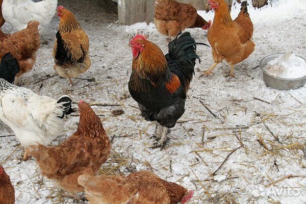 Курицы несушки. Зерносмеь и Опилки для них купить на Зозу.ру - фотография № 2