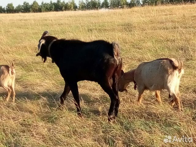 Дойные козы и молодняк на племя купить на Зозу.ру - фотография № 1
