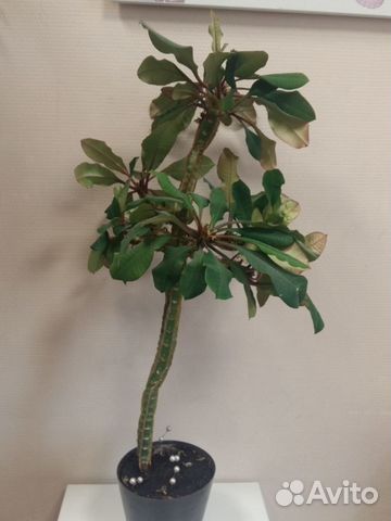 Молочай беложильчатый Euphorbia leuconeura