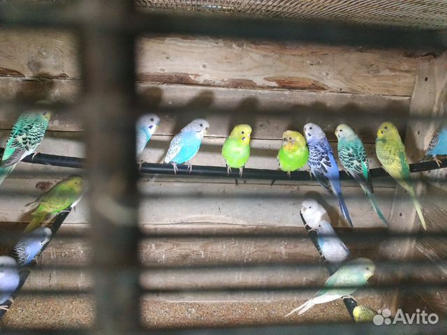 Волнистые попугайчики купить на Зозу.ру - фотография № 2