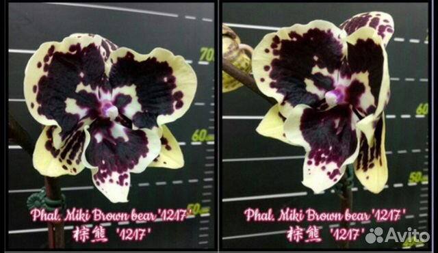 Орхидея Brown bear