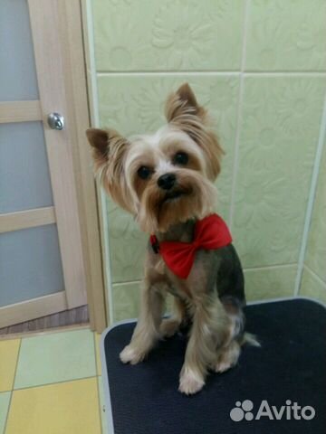 Стрижка собак мелких пород и котов