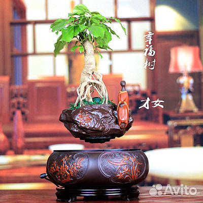 Левитация бансай