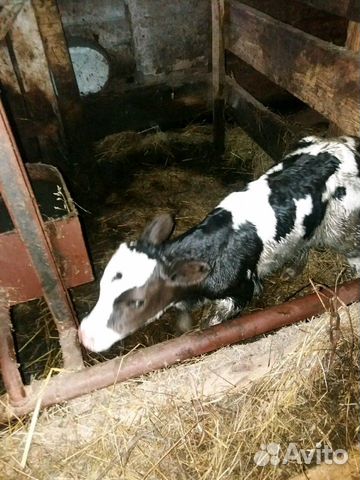 Молоко коровье сырое охложденное купить на Зозу.ру - фотография № 3