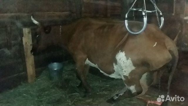 Приспособление для подъема коров после пореза купить на Зозу.ру - фотография № 3