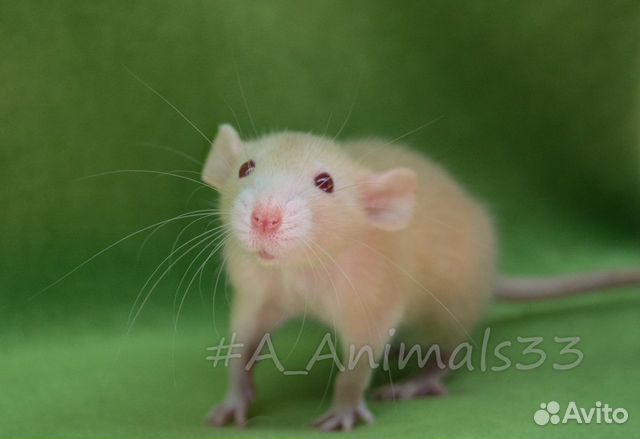 Крысята (крысы) Амбер Дамбо