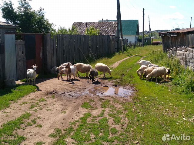 Бараны овцы козы купить на Зозу.ру - фотография № 1