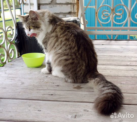 Домашний кот купить на Зозу.ру - фотография № 3