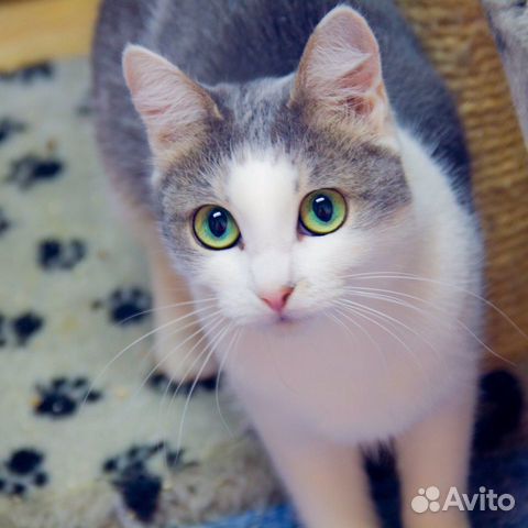 Кошка Оля в добрые руки