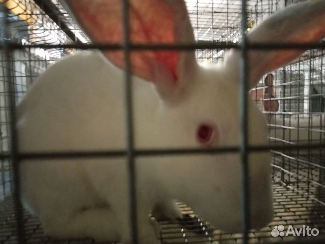 Самец кролик Породы Хиколь(HyCole) купить на Зозу.ру - фотография № 2