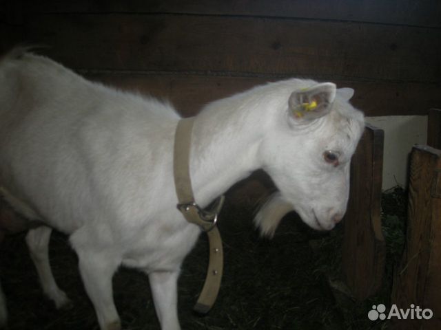 Зааненские козы купить на Зозу.ру - фотография № 2