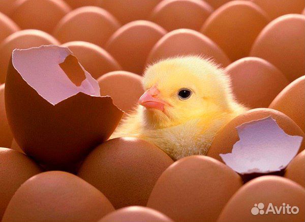 Инкубационное яйцо, молодняк 2020 год купить на Зозу.ру - фотография № 1