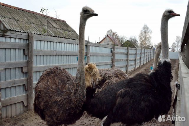 Семья (Черный африканский страус) купить на Зозу.ру - фотография № 7